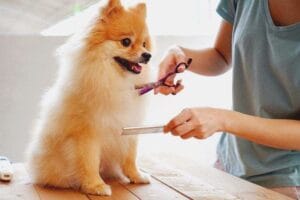 Dịch vụ chăm sóc thú cưng